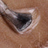 Gel Polish • 514 Blushing Bronze (transparent) • 21FREE • The Gel Collection™