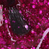 Gel Polish • 788 Pink Passion (semi-transparent) • 21FREE • The Gel Collection™